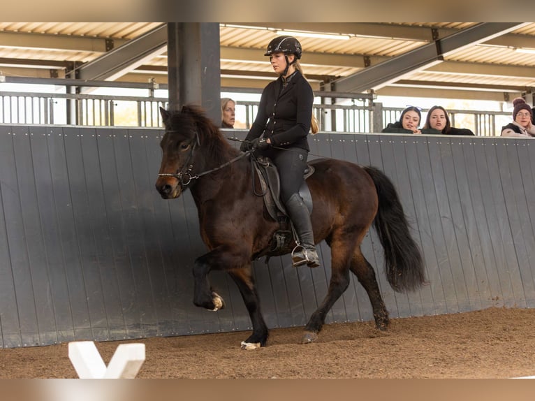 Pony Islandese Giumenta 6 Anni Baio in Lehmrade