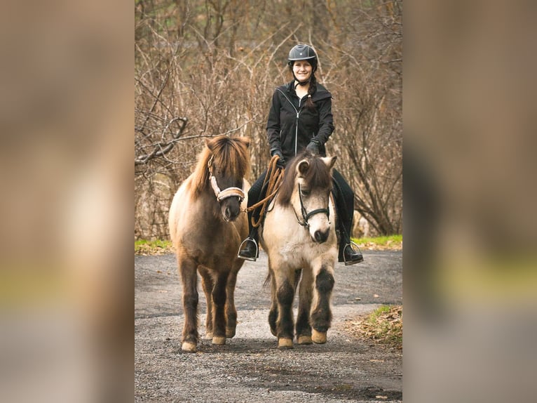 Pony Islandese Giumenta 6 Anni Grullo in Feldbach