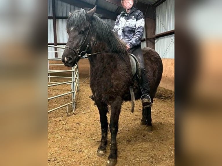 Pony Islandese Giumenta 6 Anni Morello in Borganes