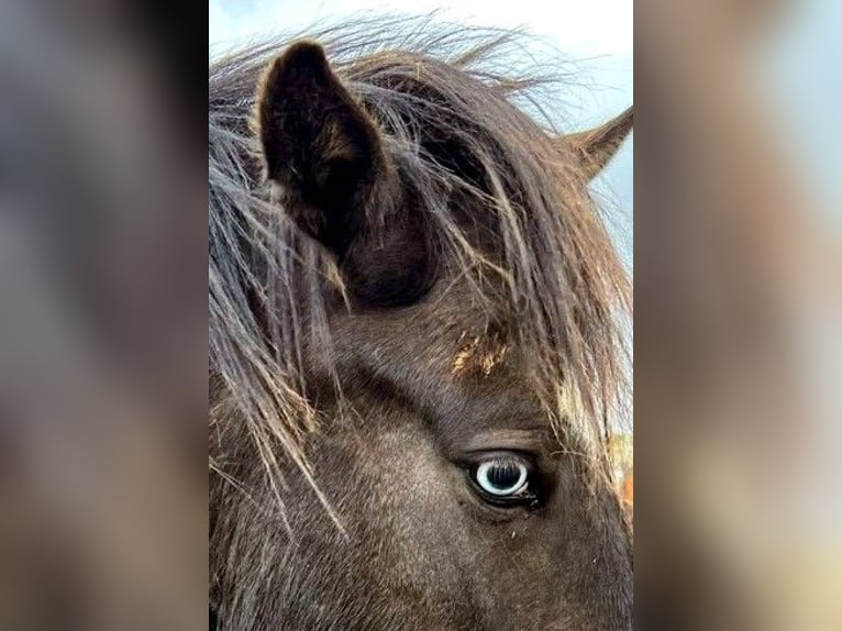 Pony Islandese Giumenta 6 Anni Morello in Borganes