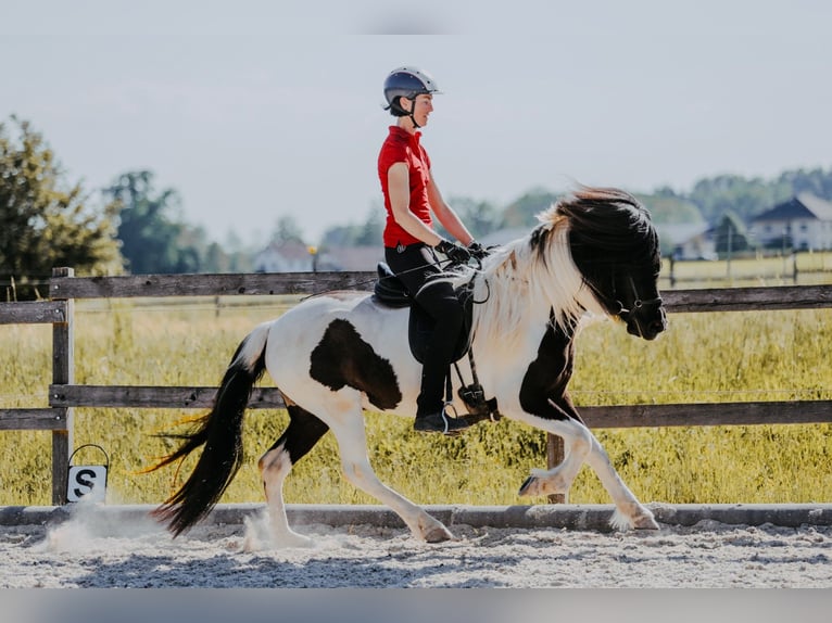 Pony Islandese Giumenta 6 Anni Pezzato in Taufkirchen an der Trattnach