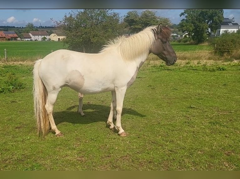 Pony Islandese Giumenta 6 Anni Pezzato in tuntange