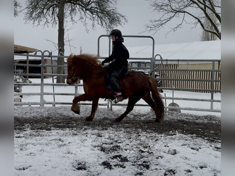 Pony Islandese Giumenta 6 Anni Sauro in Gilten