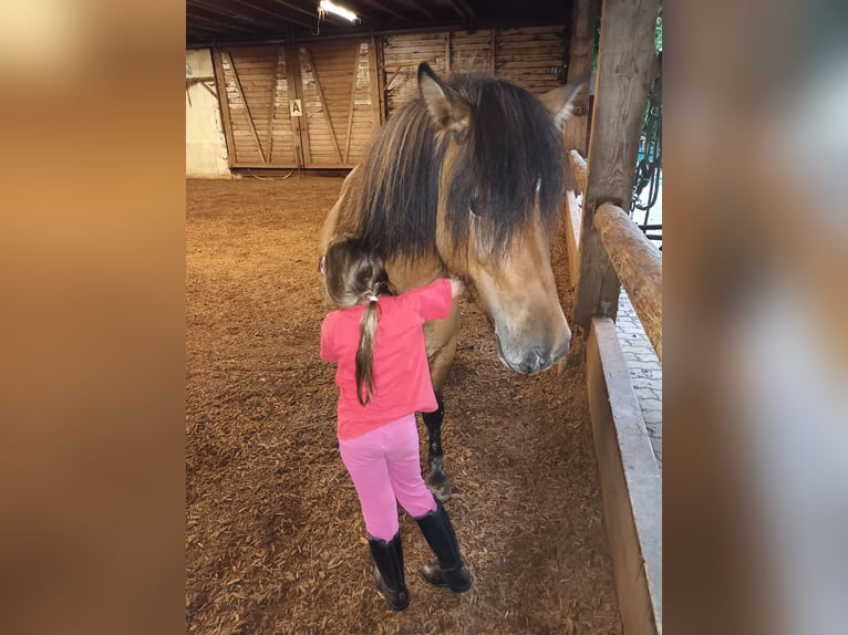 Pony Islandese Giumenta 7 Anni 132 cm Falbo in Haslach