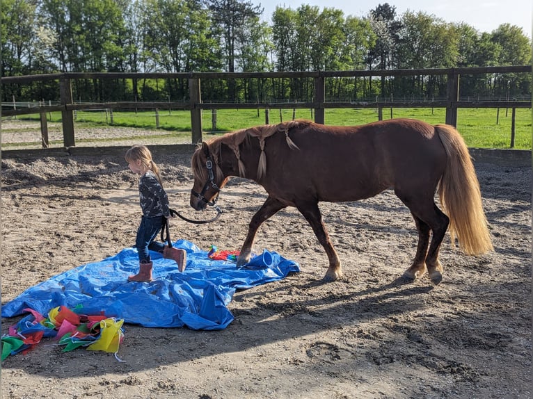 Pony Islandese Mix Giumenta 7 Anni 133 cm Sauro in Titz