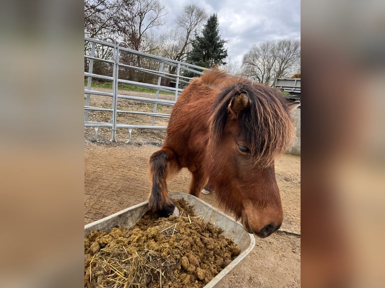 Pony Islandese Giumenta 7 Anni 134 cm Baio in Grimma