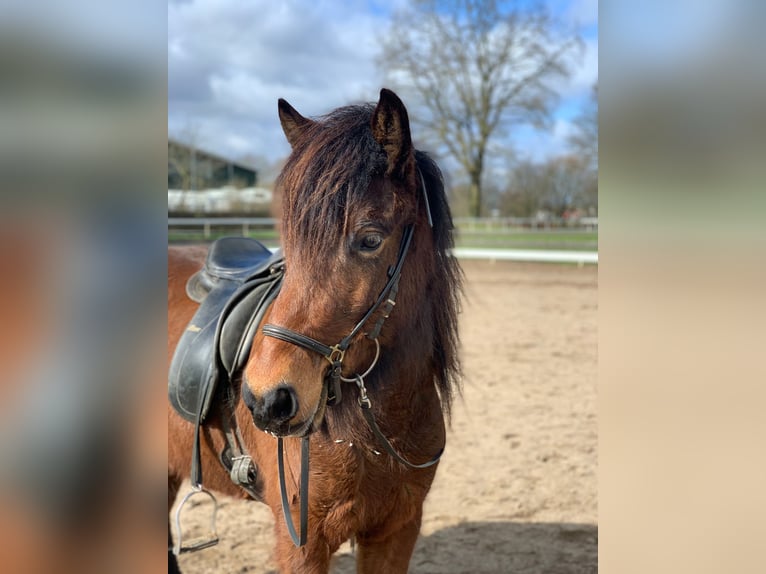 Pony Islandese Giumenta 7 Anni 134 cm Baio in Stapelfeld