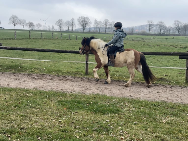 Pony Islandese Giumenta 7 Anni 134 cm Pezzato in Lemgo