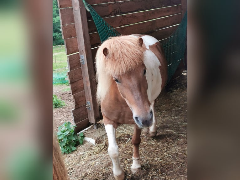 Pony Islandese Giumenta 7 Anni 134 cm Pezzato in Nonnweiler