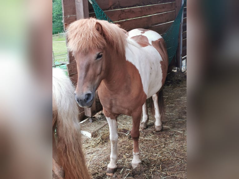 Pony Islandese Giumenta 7 Anni 134 cm Pezzato in Nonnweiler