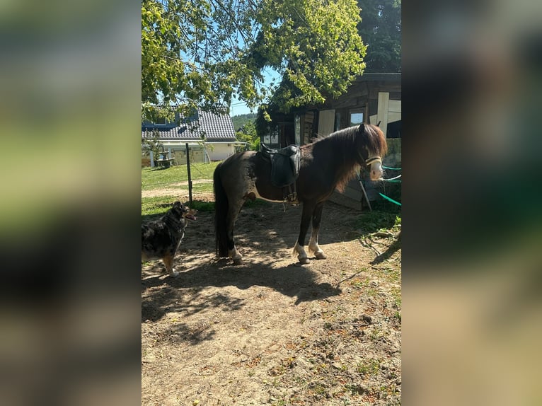 Pony Islandese Giumenta 7 Anni 135 cm  in St. Kanzian am Klopeiner See