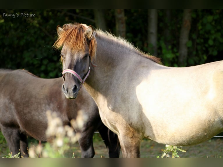 Pony Islandese Giumenta 7 Anni 135 cm Falbo in Zschadraß