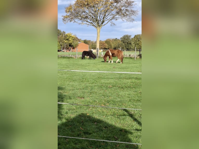 Pony Islandese Giumenta 7 Anni 136 cm Baio in Petershagen