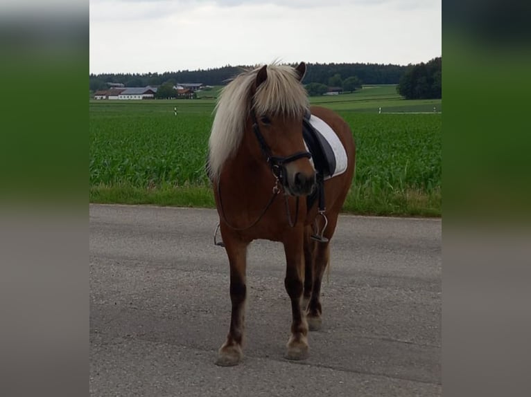 Pony Islandese Giumenta 7 Anni 136 cm in Hofstetten b.Brienz