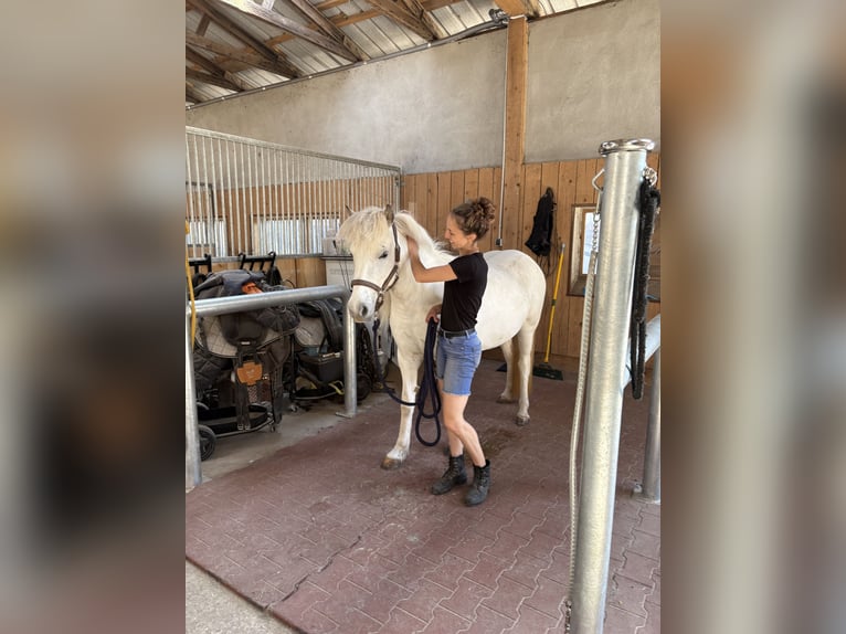 Pony Islandese Giumenta 7 Anni 136 cm  in Seesbach