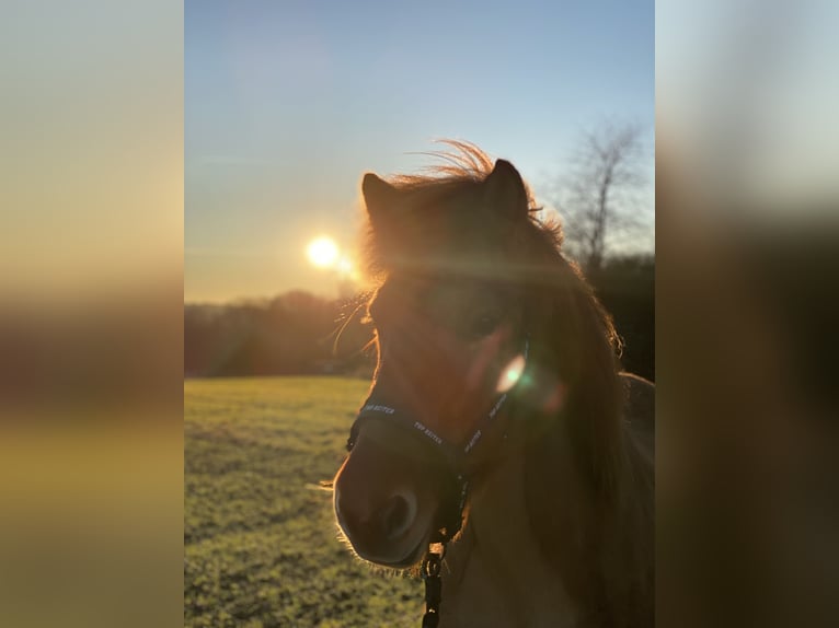 Pony Islandese Giumenta 7 Anni 136 cm Sauro in Saarbrücken