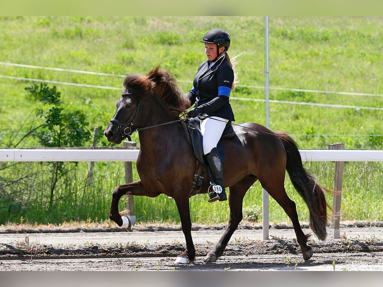 Pony Islandese Giumenta 7 Anni 137 cm Morello in Bexbach