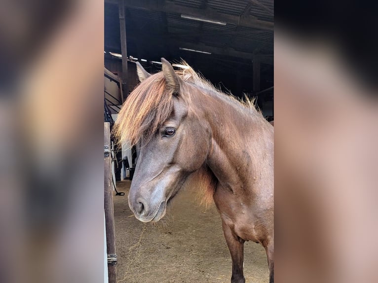 Pony Islandese Giumenta 7 Anni 137 cm Morello in Bexbach