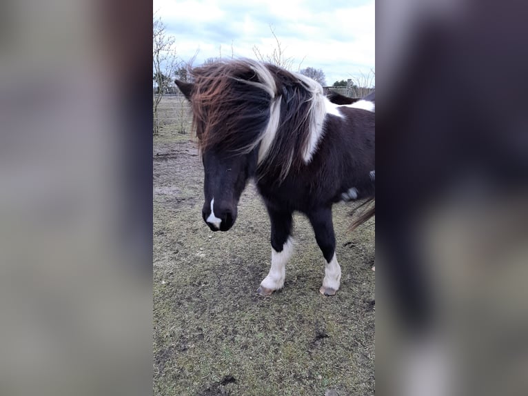 Pony Islandese Giumenta 7 Anni 137 cm Pezzato in Nuthe-Urstromtal