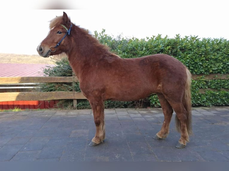 Pony Islandese Giumenta 7 Anni 137 cm Sauro in Nettersheim