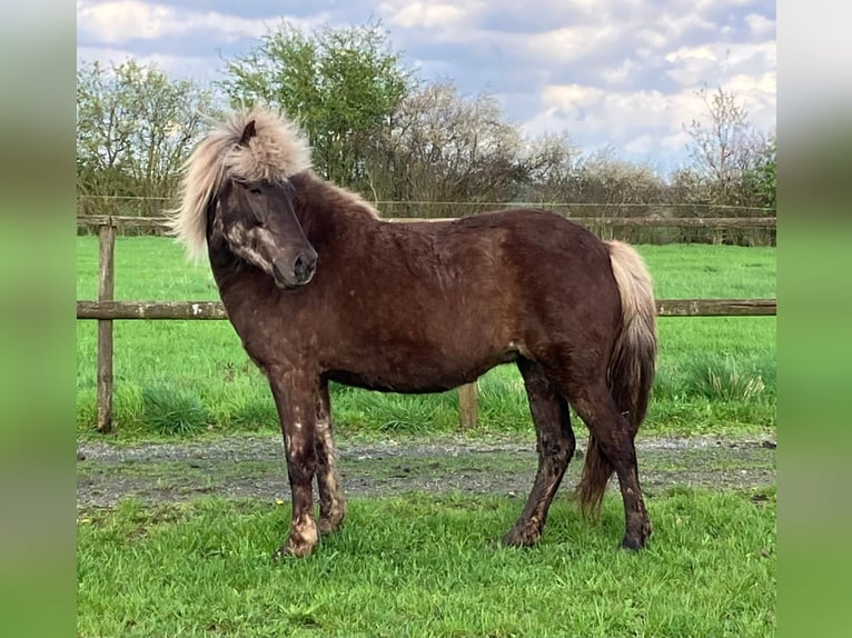 Pony Islandese Giumenta 7 Anni 138 cm in Bücken