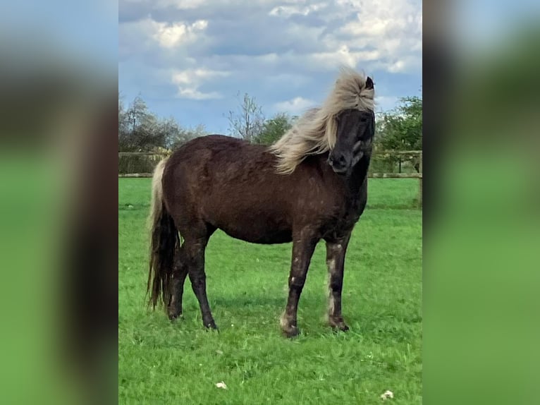 Pony Islandese Giumenta 7 Anni 138 cm in Bücken