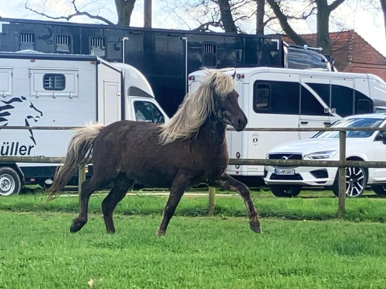 Pony Islandese Giumenta 7 Anni 138 cm in WarpeBücken