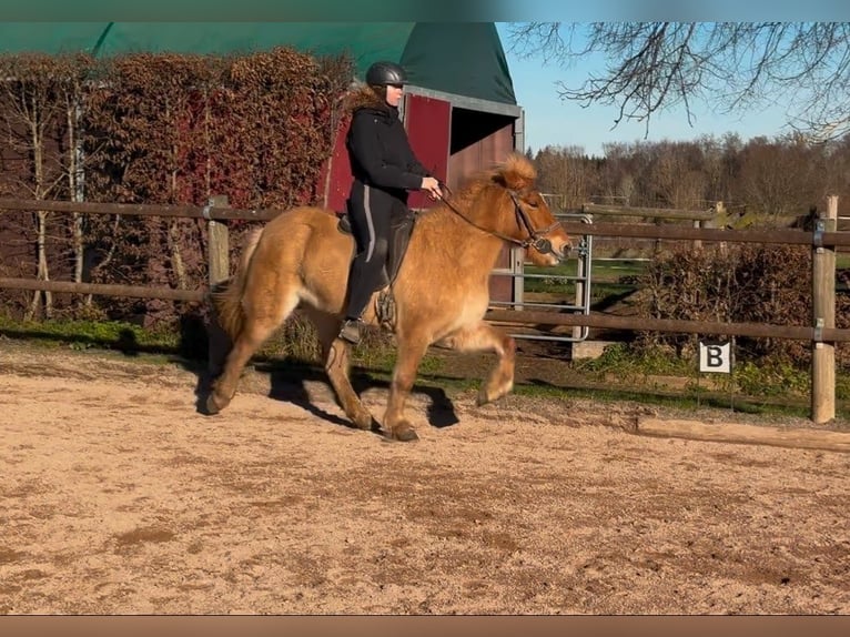 Pony Islandese Giumenta 7 Anni 138 cm Falbo in Fronreute