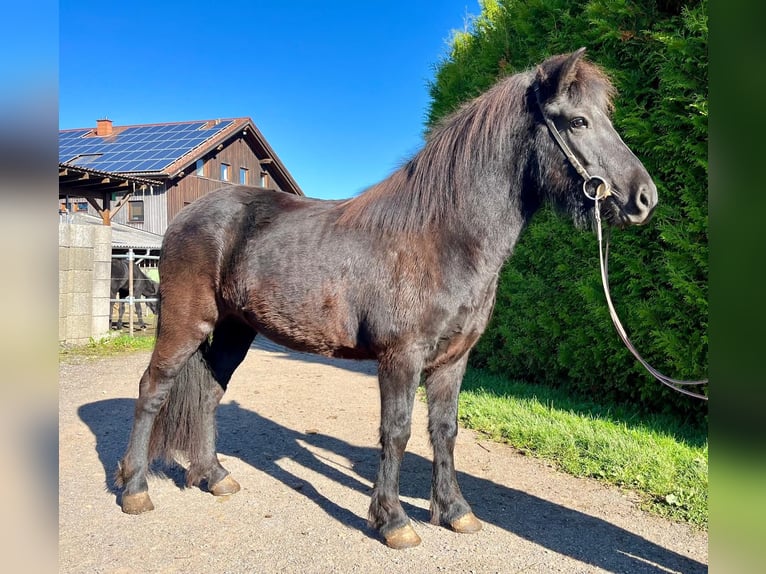 Pony Islandese Giumenta 7 Anni 138 cm Morello in Blieskastel