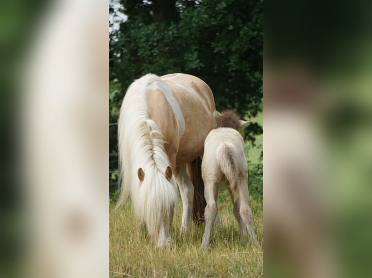 Pony Islandese Giumenta 7 Anni 138 cm Palomino in Kirchnüchel