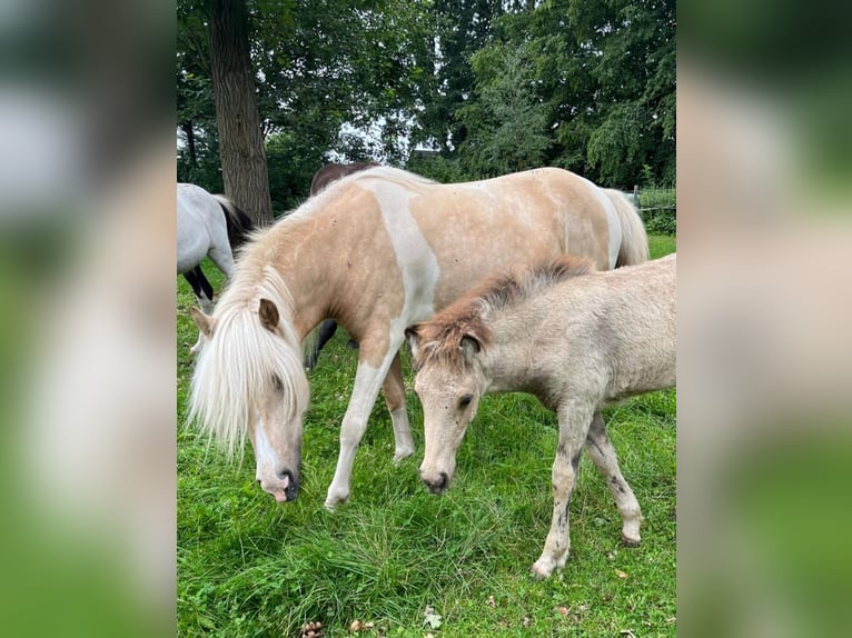 Pony Islandese Giumenta 7 Anni 138 cm Palomino in Kirchnüchel