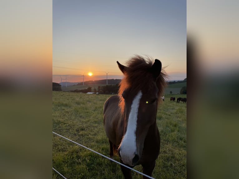 Pony Islandese Giumenta 7 Anni 138 cm Sauro scuro in Bestwig