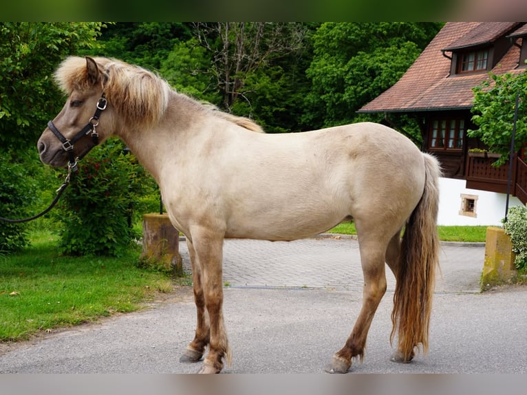 Pony Islandese Giumenta 7 Anni 139 cm Falbo in Gengenbach