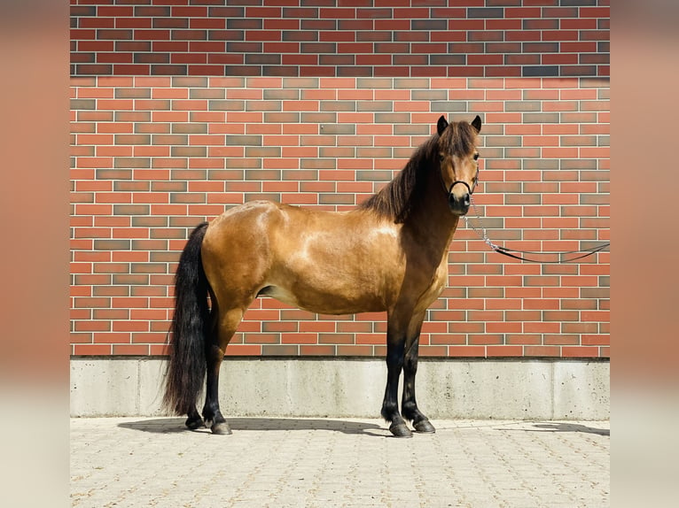 Pony Islandese Giumenta 7 Anni 140 cm Baio in Zweibrücken