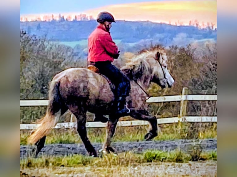 Pony Islandese Giumenta 7 Anni 140 cm Grigio in Elsoff (Westerwald)