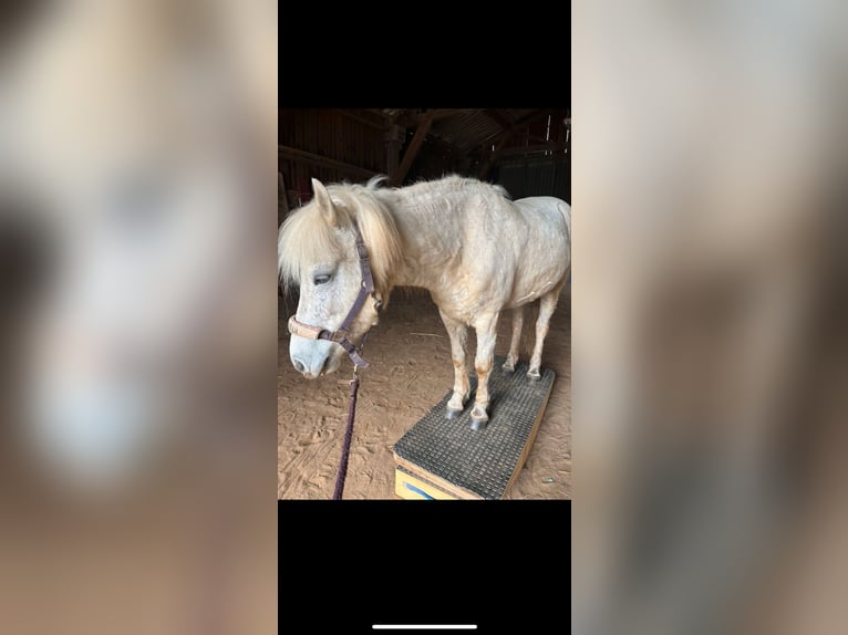 Pony Islandese Giumenta 7 Anni 140 cm Grigio in Büdingen