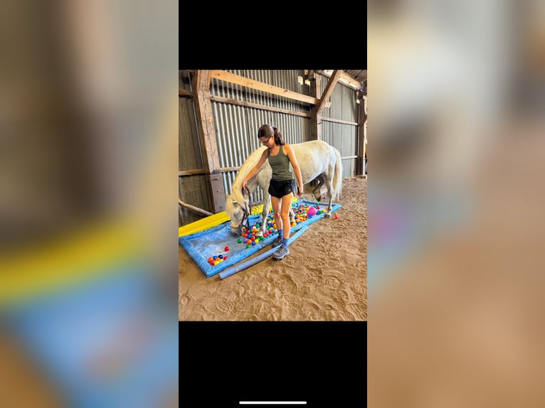 Pony Islandese Giumenta 7 Anni 140 cm Grigio in Büdingen