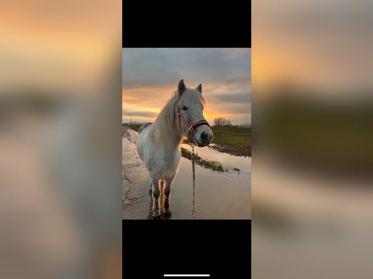 Pony Islandese Giumenta 7 Anni 140 cm Grigio in Büdingen