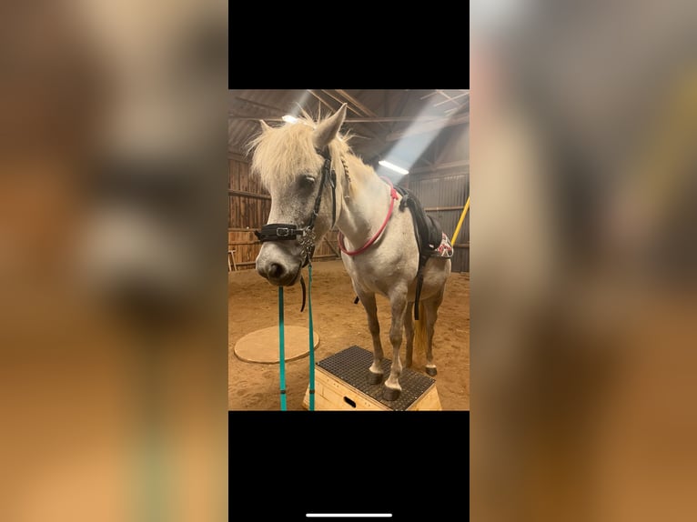 Pony Islandese Giumenta 7 Anni 140 cm Grigio in Büdingen