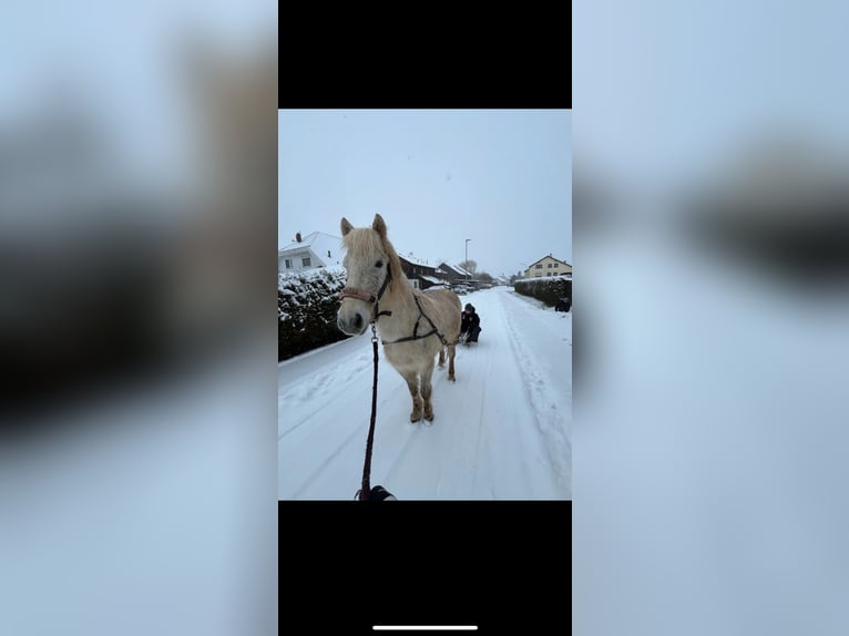 Pony Islandese Giumenta 7 Anni 140 cm Grigio in Büdingen