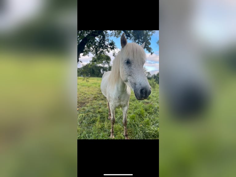 Pony Islandese Giumenta 7 Anni 140 cm Grigio in Büdingen