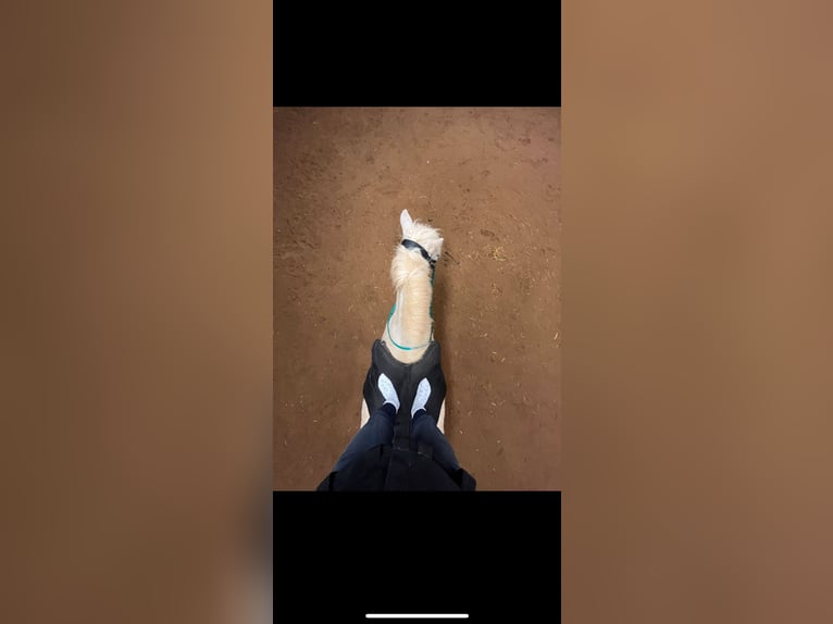 Pony Islandese Giumenta 7 Anni 140 cm Grigio in Büdingen