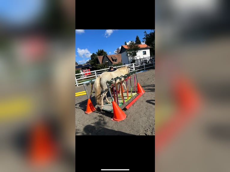 Pony Islandese Giumenta 7 Anni 140 cm Grigio in Büdingen