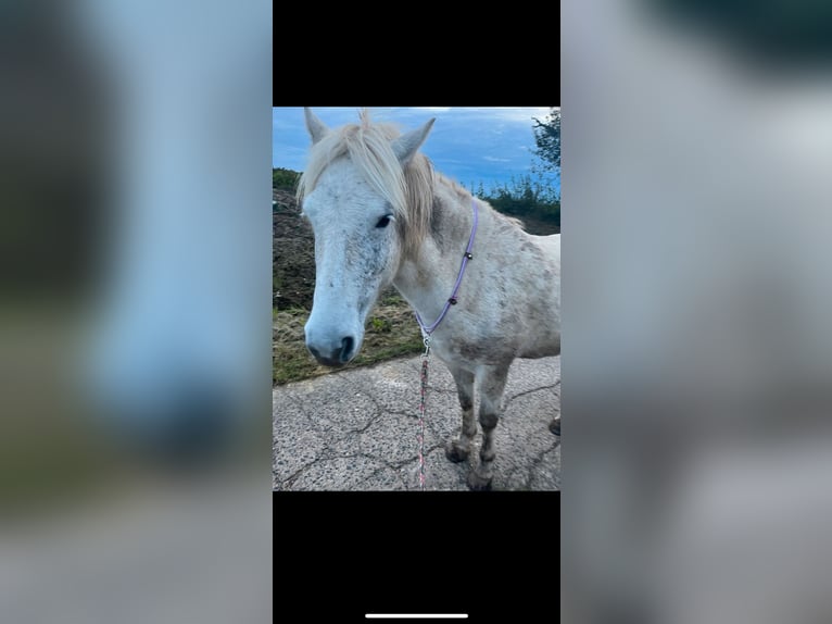 Pony Islandese Giumenta 7 Anni 140 cm Grigio in Büdingen