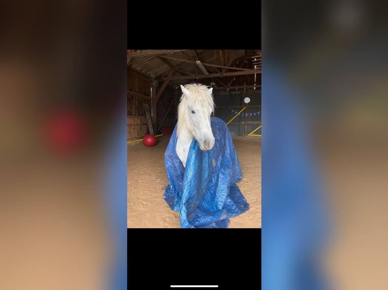Pony Islandese Giumenta 7 Anni 140 cm Grigio in Büdingen
