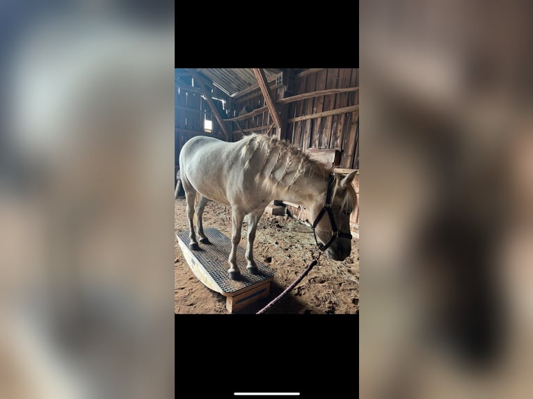 Pony Islandese Giumenta 7 Anni 140 cm Grigio in Büdingen