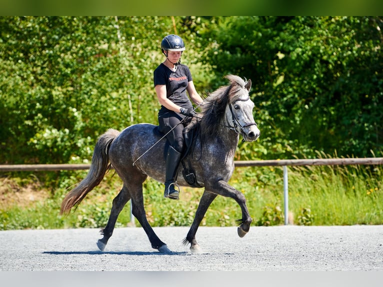 Pony Islandese Giumenta 7 Anni 140 cm Grigio pezzato in Idstein