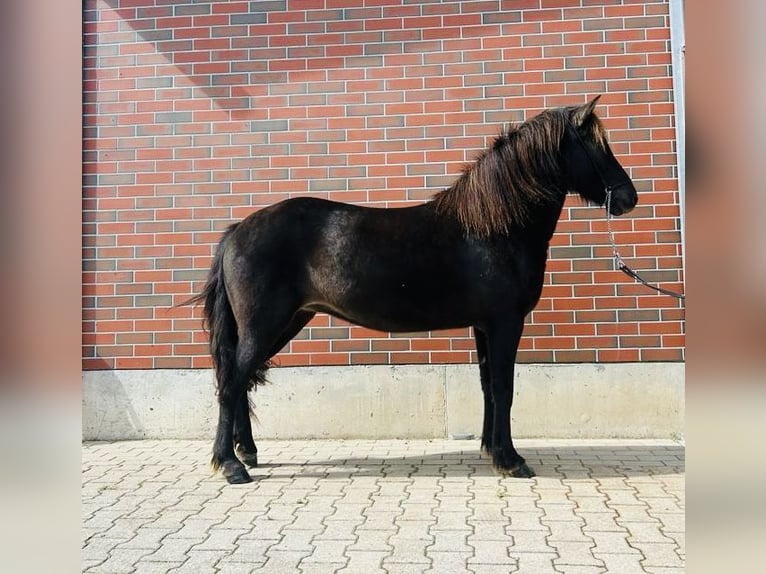 Pony Islandese Giumenta 7 Anni 140 cm Morello in Zweibrücken