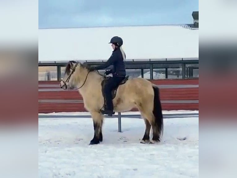 Pony Islandese Giumenta 7 Anni 140 cm Pelle di daino in Land-Übelbach