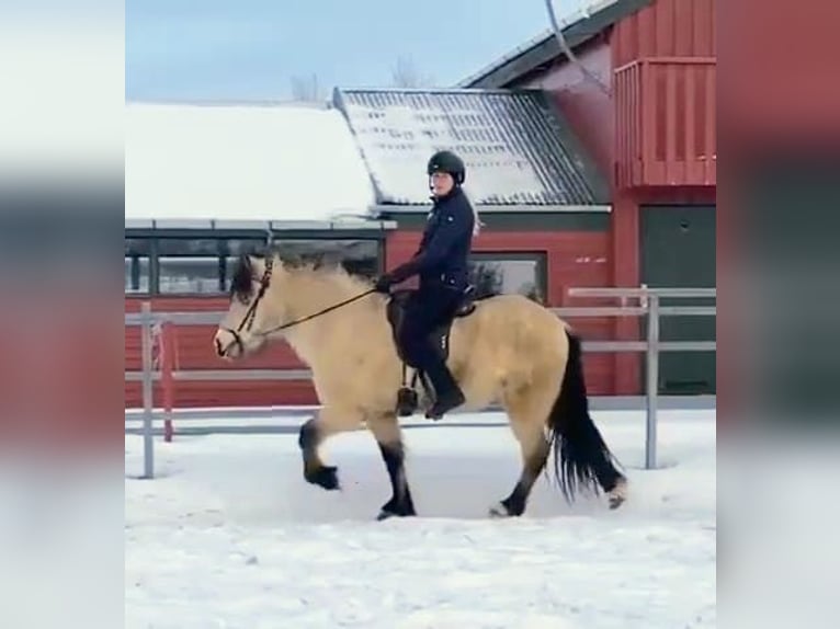 Pony Islandese Giumenta 7 Anni 140 cm Pelle di daino in Land-Übelbach